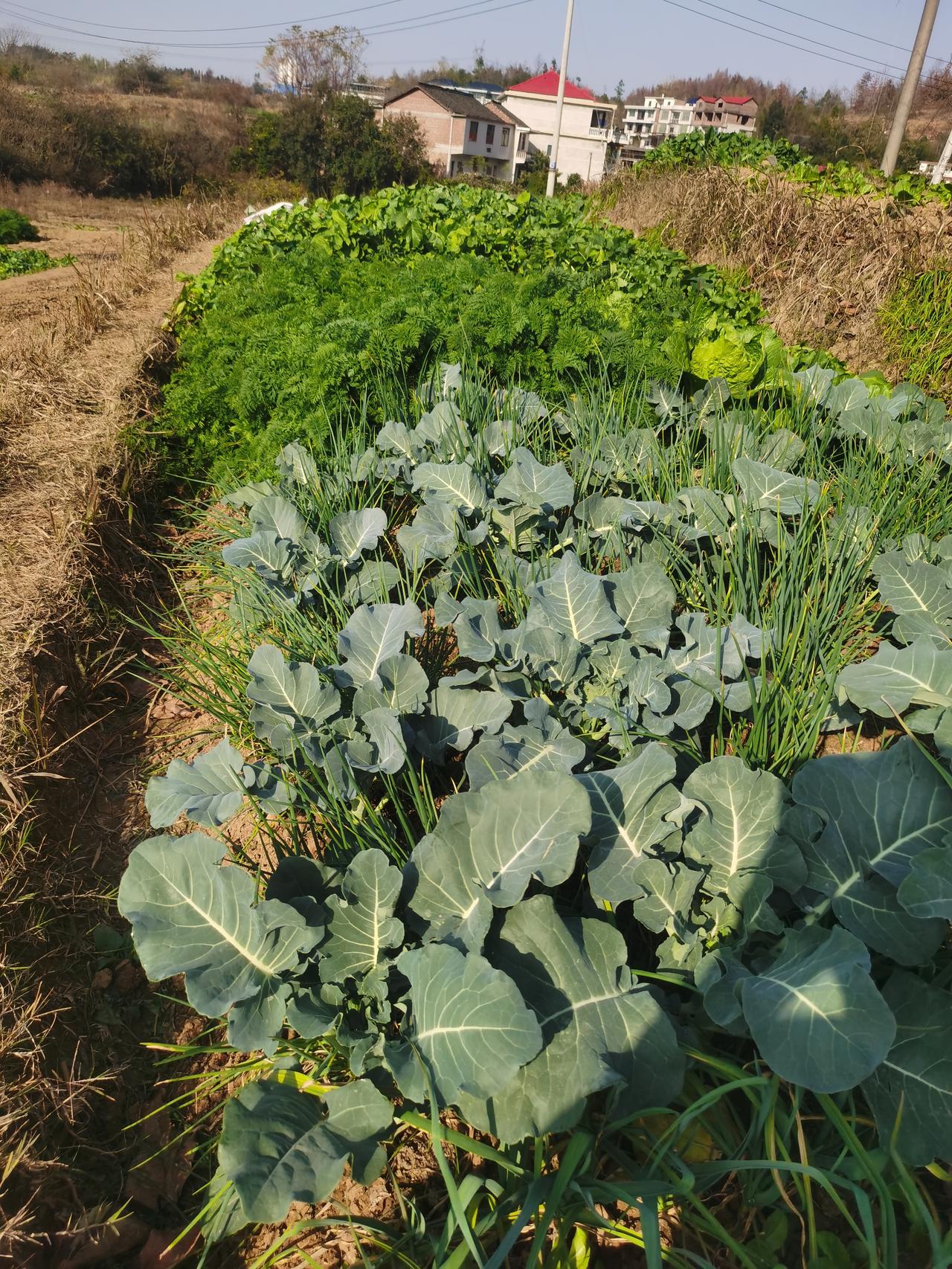 但心里想想还是不犯法吧，回到农村老家种点小菜园，读读书，静下心来，无忧无虑的度过