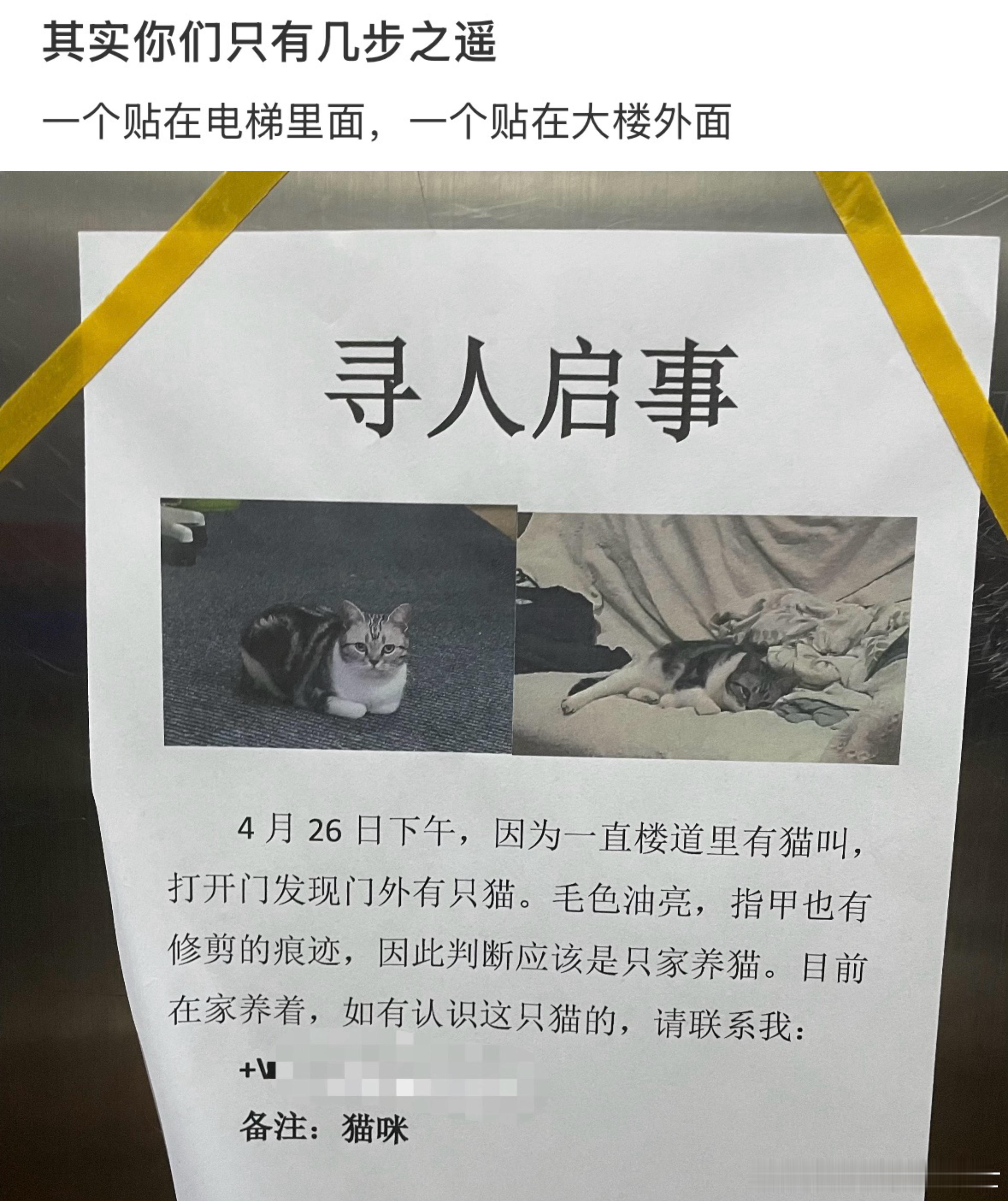 寻猫启事和寻人启事只有几步之遥