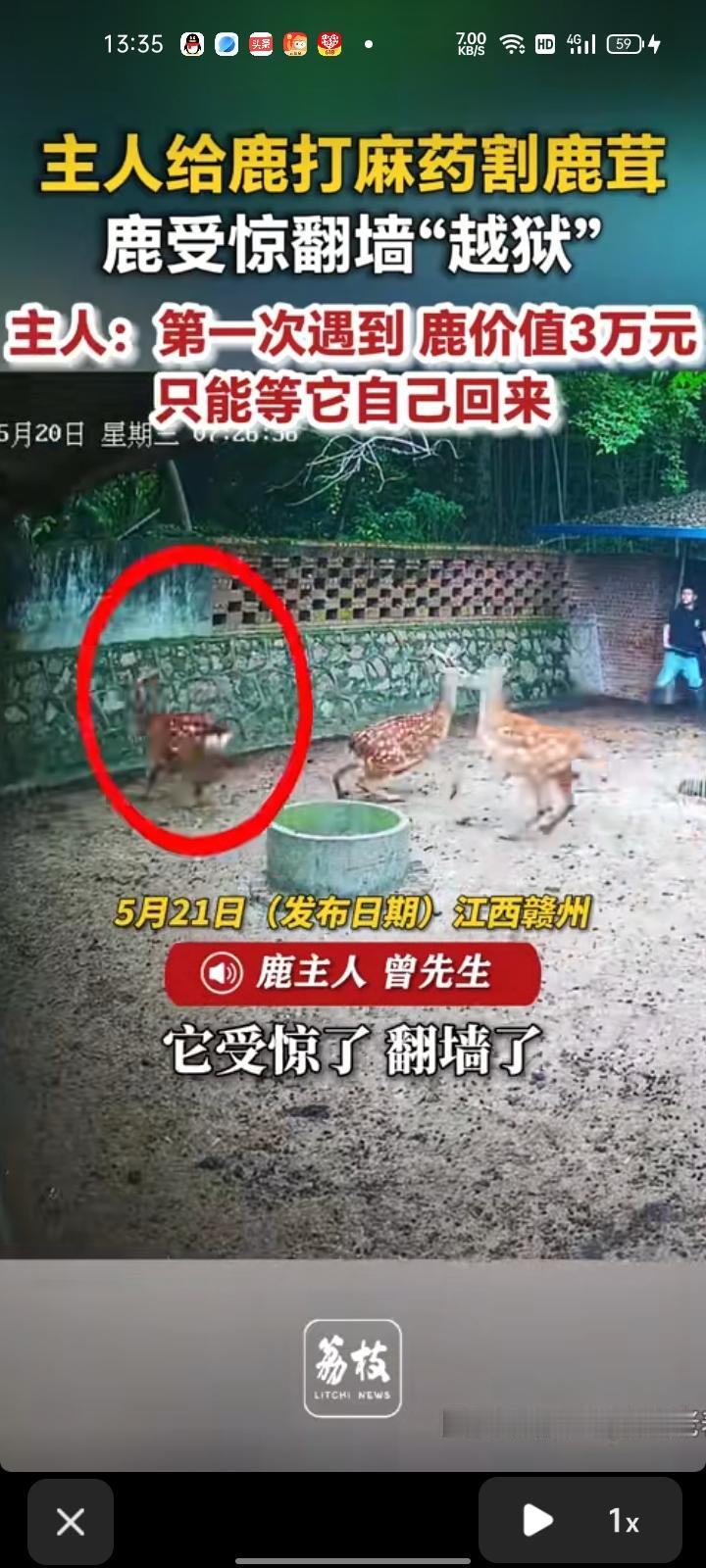 5月20日，江西赣州。网友是视频称，自己给鹿打麻药割鹿茸时，鹿突然受惊翻墙了，追