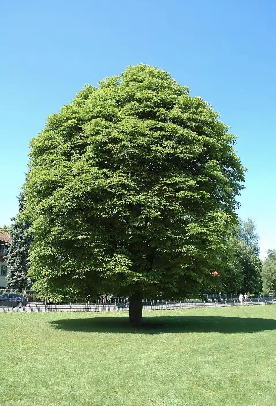 《人民日报》说：“一个家庭真正值得炫耀的，不是车子，不是房子，也不是多富有，而是