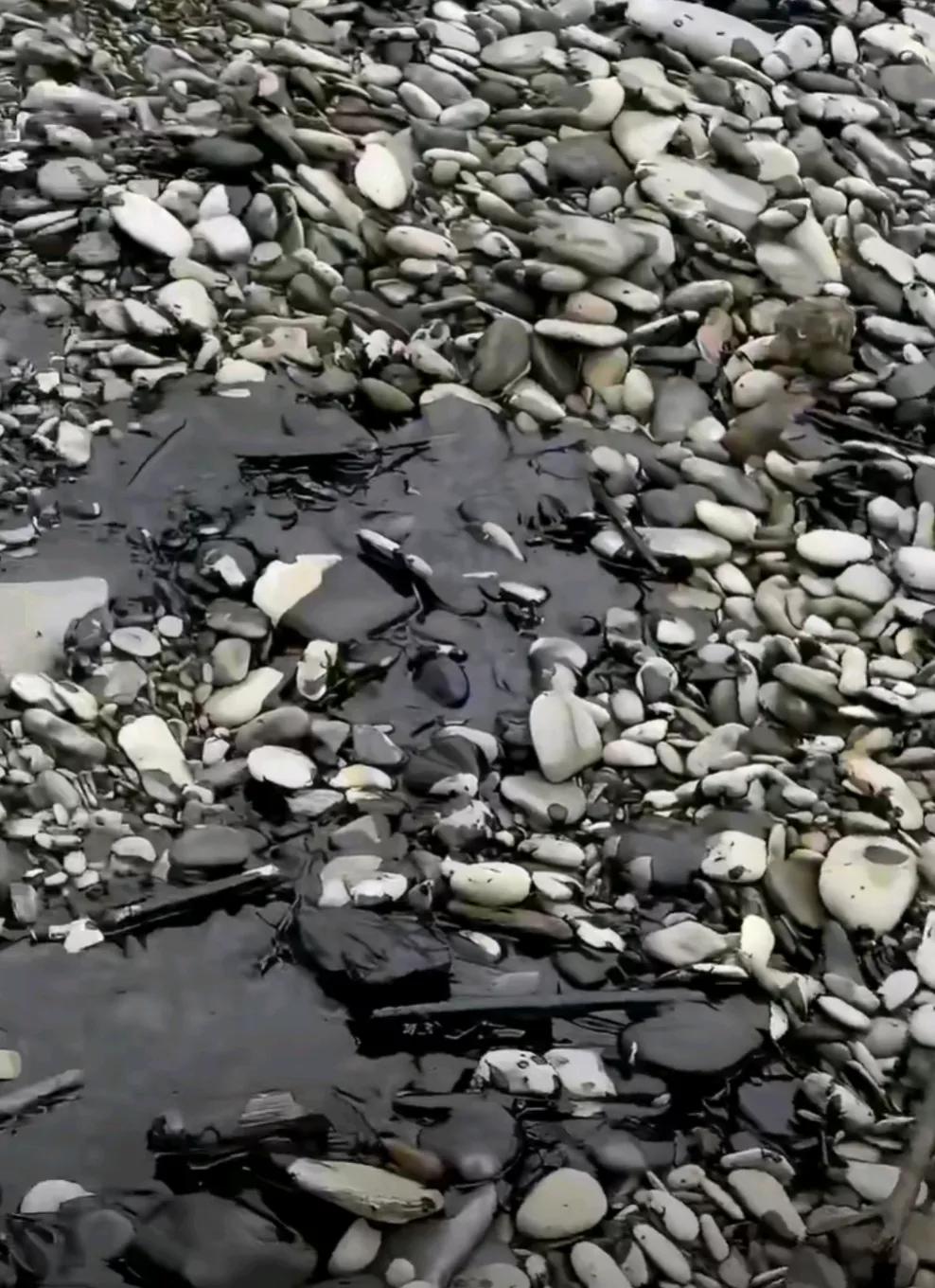 乌克兰袭击造成严重污染。俄媒报道，当地时间26日，克拉斯诺达尔边疆区紧急部门