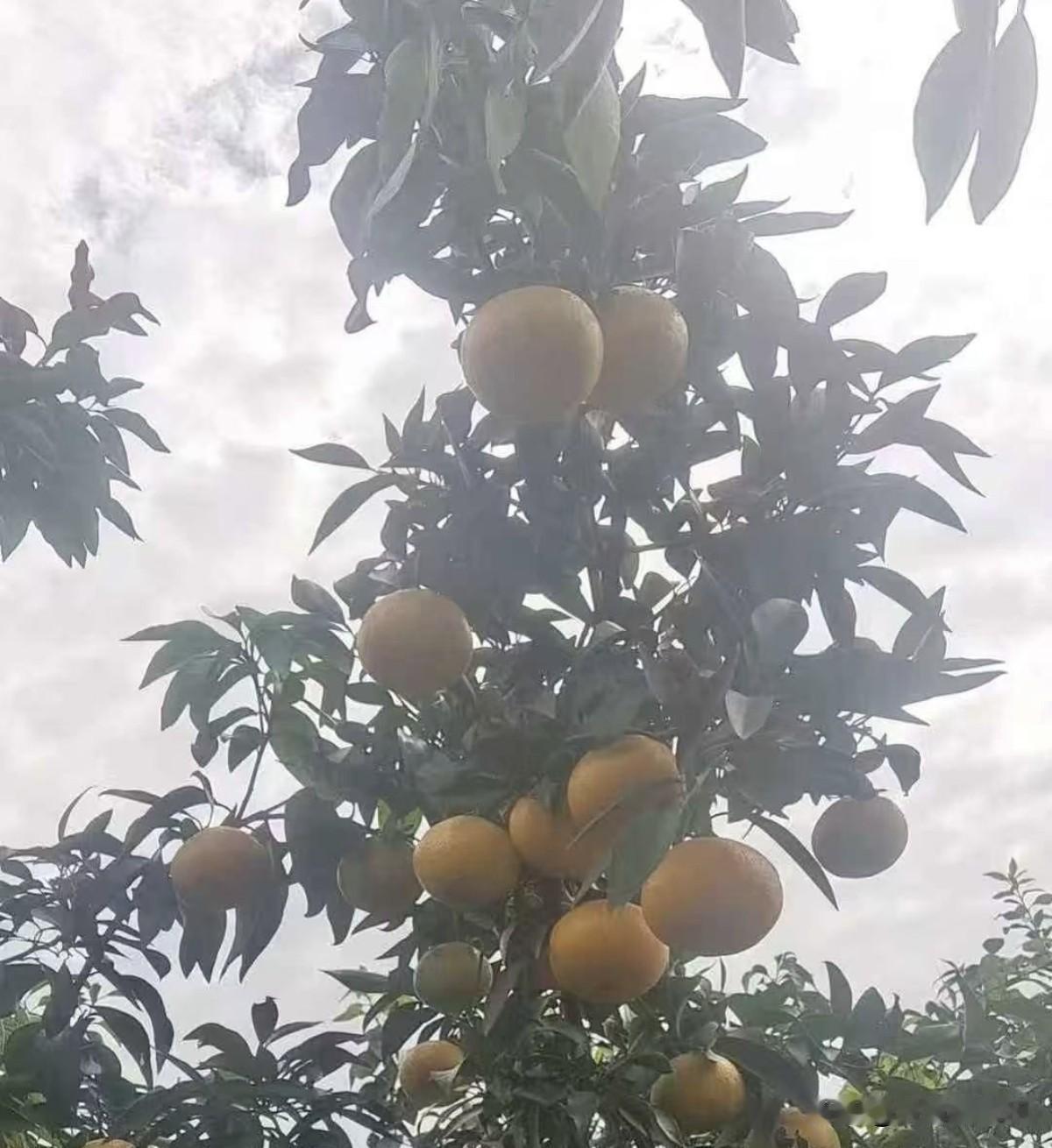 晒图笔记大赛枝头挂满饱满的橙子，金黄果实掩映在翠绿枝叶间。沉甸甸的果子压弯枝条，