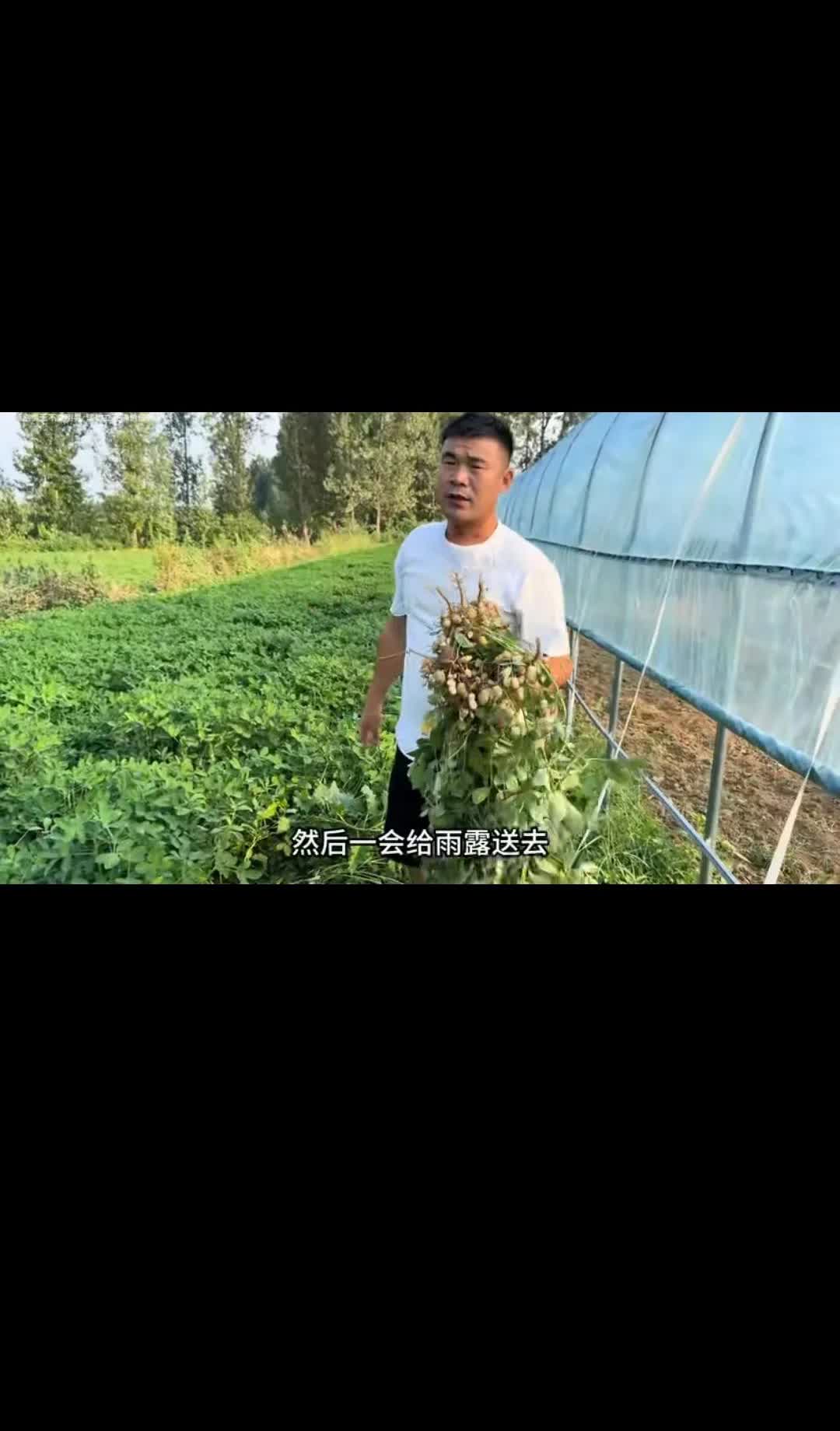 二婚阿杜做人真是不中，提着半斤生花生上雨露家，一是想让雨露劝李佳回来，二蹭顿好饭