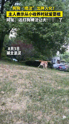 家人们，今天必须给你们分享个神奇小狗！湖北武汉一女子收养的狗狗