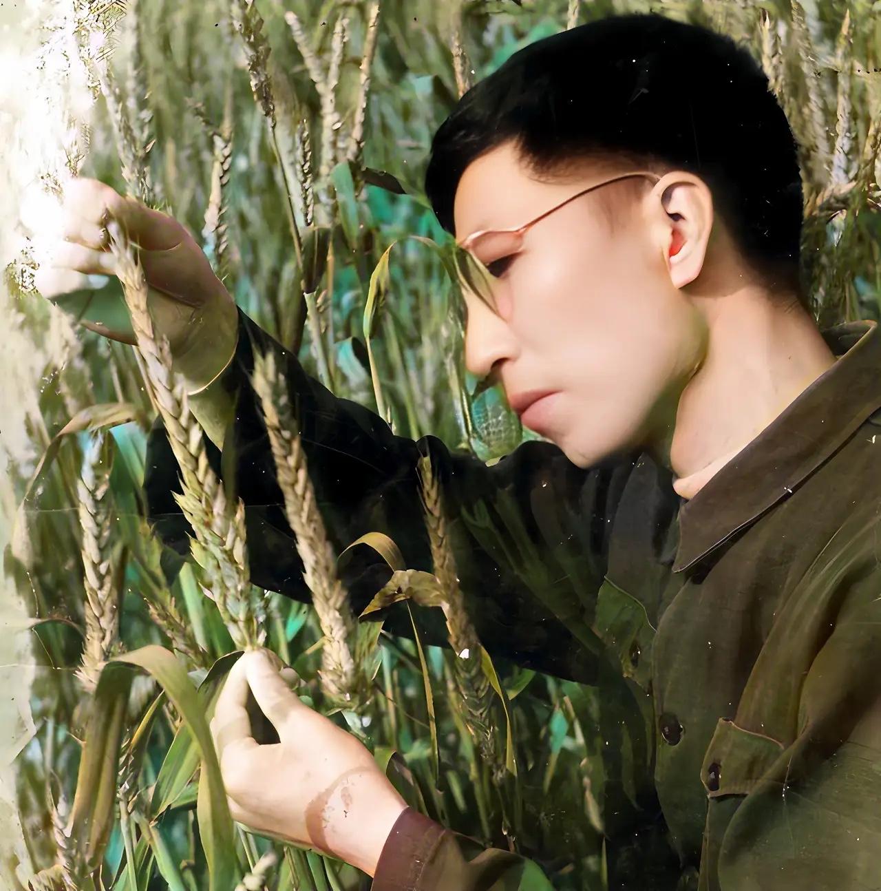 他使我国小麦增产150亿斤，比水稻产量还高，获得国家最高科技奖后，却不要奖金，被