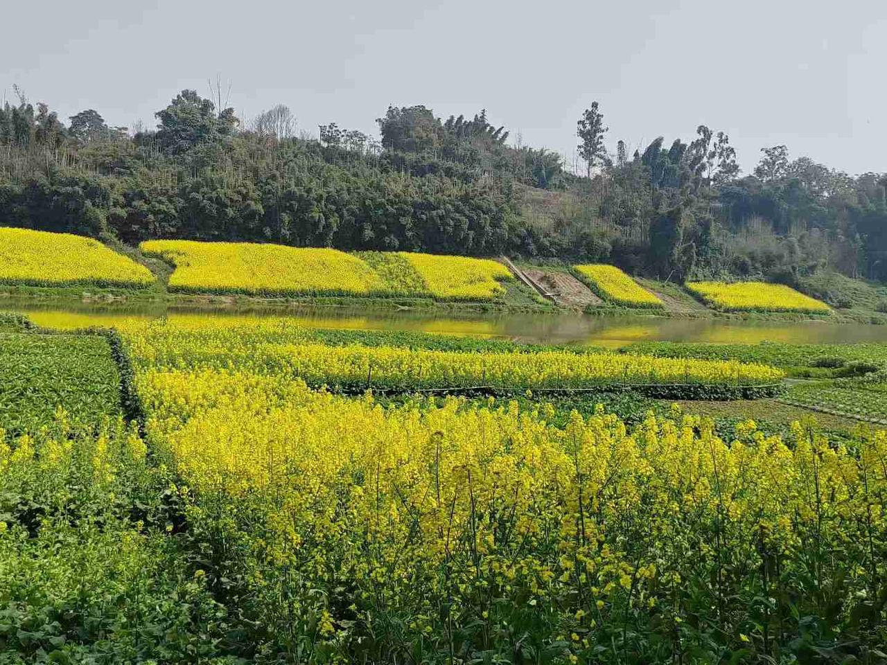 昨天是英语四六级考试，多少人又没有考过？我们家小公主英语六级没过，问她的时