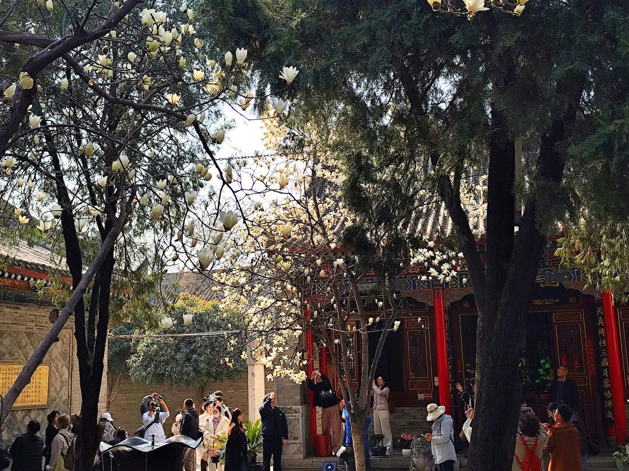 好家伙！全西安人气最火的一棵树，就在卧龙禅寺！坐标文昌门内柏树林街，三月正是玉兰