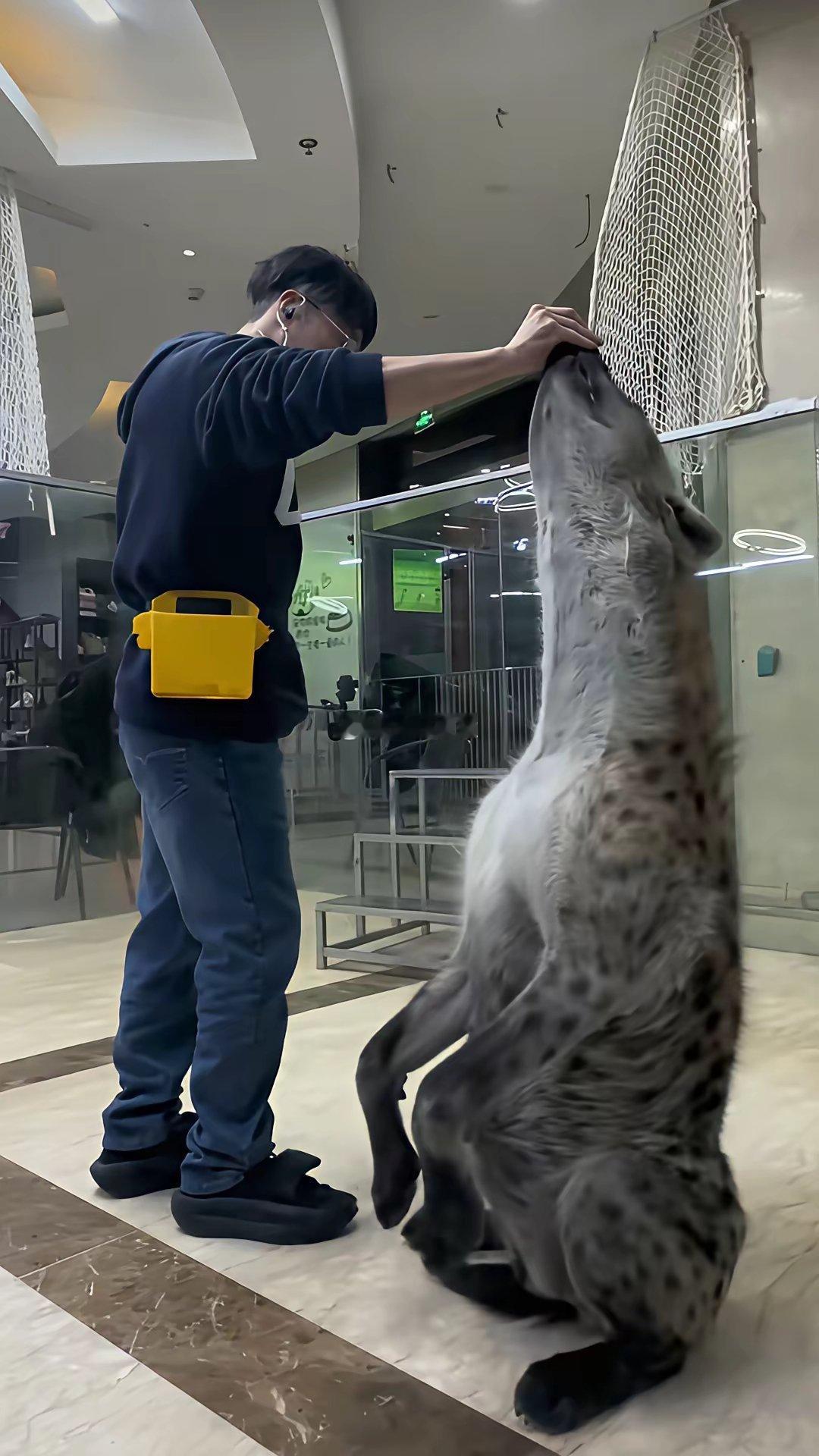 被动物世界骗了，原来斑鬣狗的体型这么大