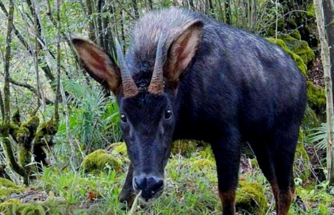 夜爬华山，偶遇“神兽”。3月10日，陕西一游客夜爬华山，突然发现一只站在台阶上