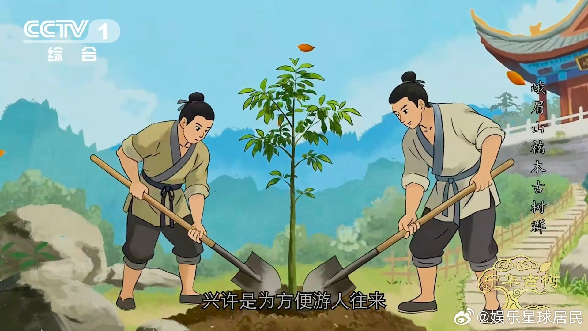 峨眉千年楠木王有十几层楼高峨眉山有座会生长的露天博物馆穿越千年的古树浪漫！98