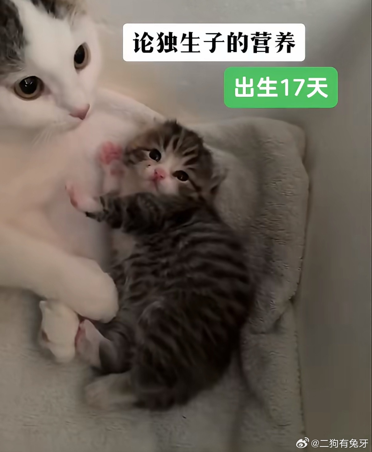 这就是独生子嘛[doge][doge] 17天感觉都比我们虎虎刚到家那...