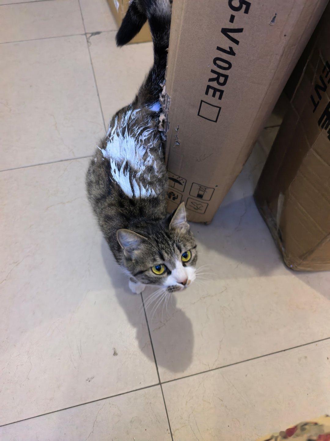 求救助小咪小猫疑似被人抹了漆，是流浪猫很可爱很通人性，很聪明也不乱叫不凶人。希望有能力的人可以救助一