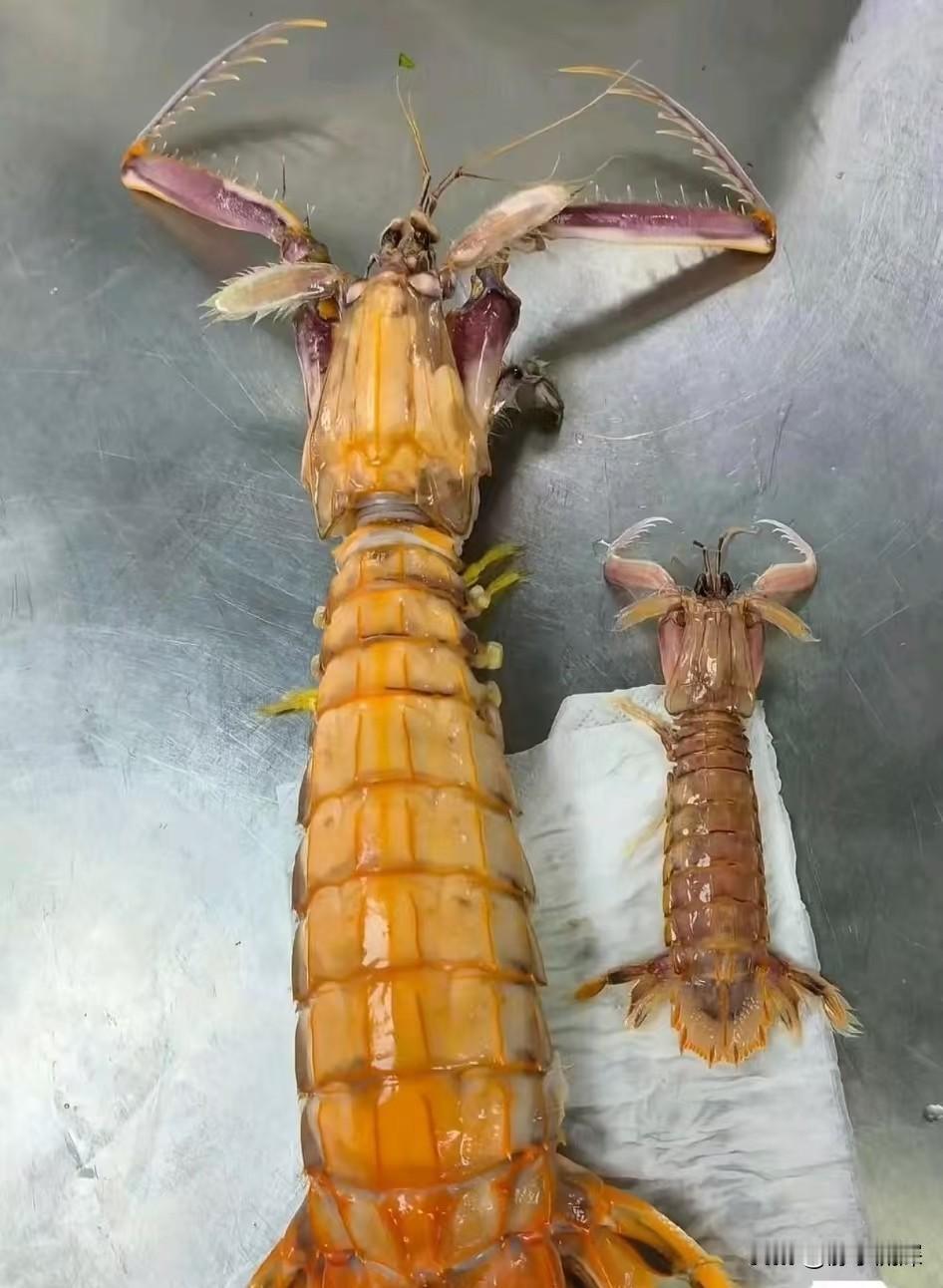 从这张图中，能直观看到三亚四只皮皮虾千元事件里的虾，与普通皮皮虾的差异。左边
