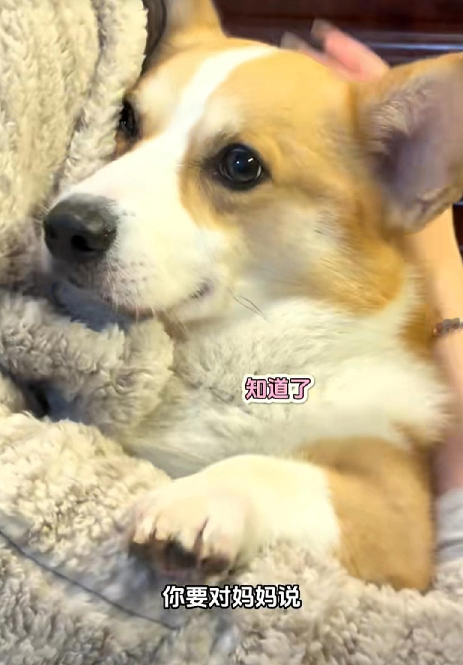 泪目！看了太多被毒死的狗狗，“佩奇”事件一出，一狗狗博主再也兜不住了：“答应我，