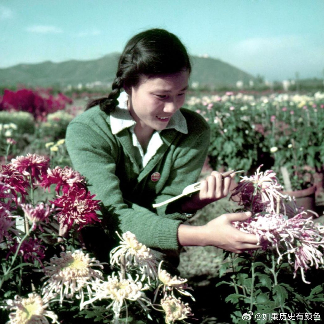 1953，杭州花圃，园艺专业青年记录菊花良种性状。摄影彭华士1953,Han