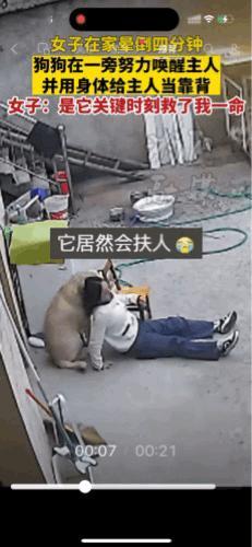 万物皆有灵！近日，安徽阜阳，一女子在家中院子里倒地昏迷4分钟，家里的狗狗在一边陪
