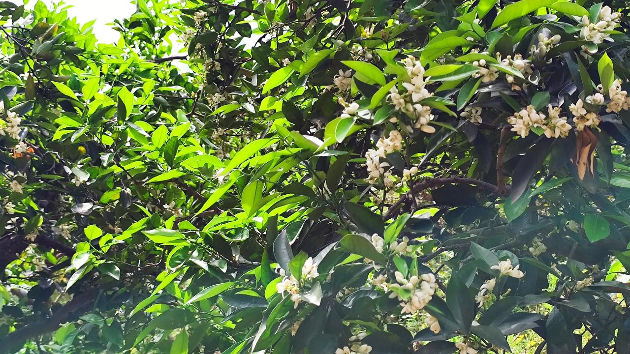 晒图笔记大赛地里的橘子花花开了。这花香四溢的老远就闻到了它的香味！这日子说来还是