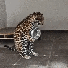 大哥做出这样的动作真的是侮辱了你身上纹的那个纹身啊，丢脸不，尴尬不