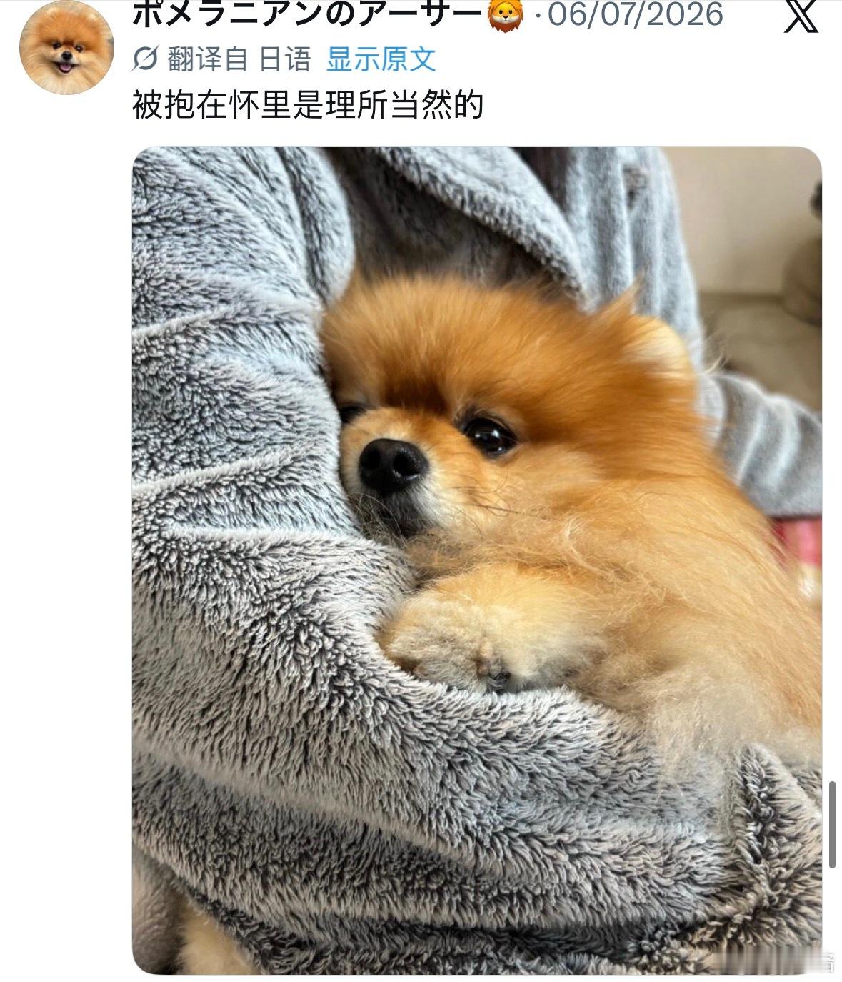 被抱着的狗狗都会摆出我被抱是理所当然的表情
