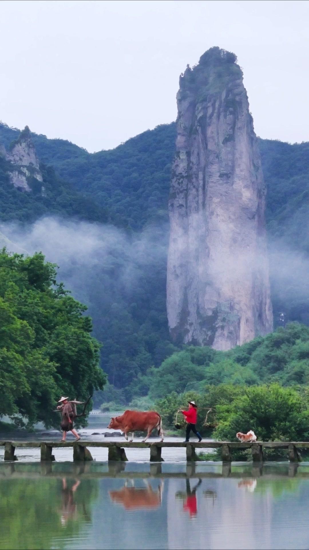 🌿在缙云仙都景区，我撞见了诗里的画。青瓦白墙的村落旁，一蓑一笠的老翁牵着牛
