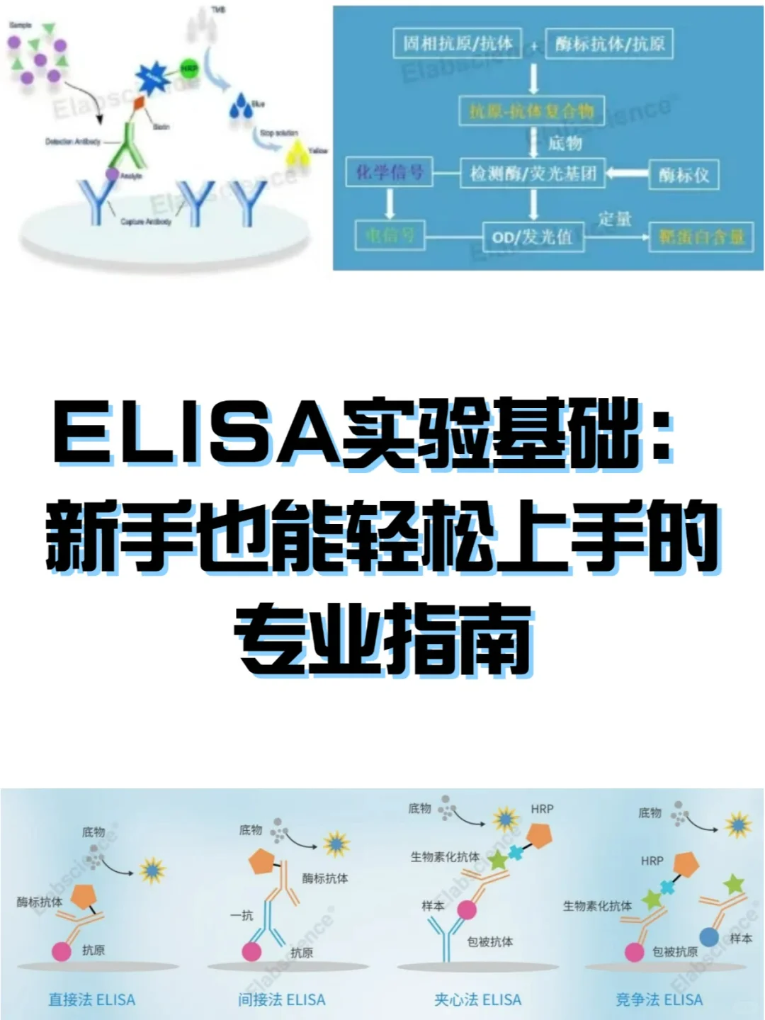 ELISA实验基础：新手也能轻松上手的指南