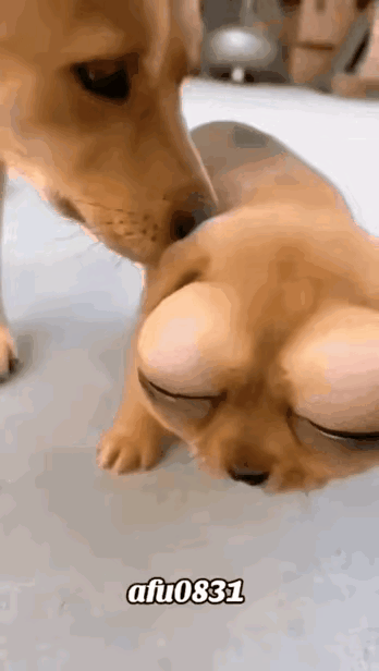 都是贪吃惹的祸！把人都笑死了，这条狗狗嘴太馋了，竟敢去蜂箱偷吃蜂蜜。它哪知道蜜蜂