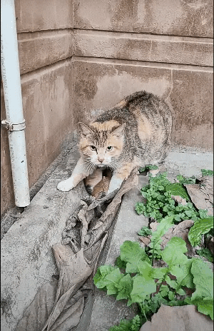 猫咪太可怜了，人类应该给他们更多的爱![捂脸哭]