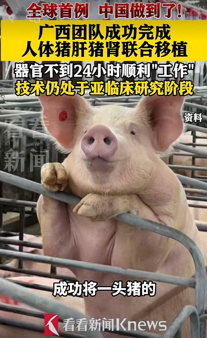 全球首例！广西医生把经过基因改造的猪肝脏、猪肾脏，同时移植到人体里面，并且在一天