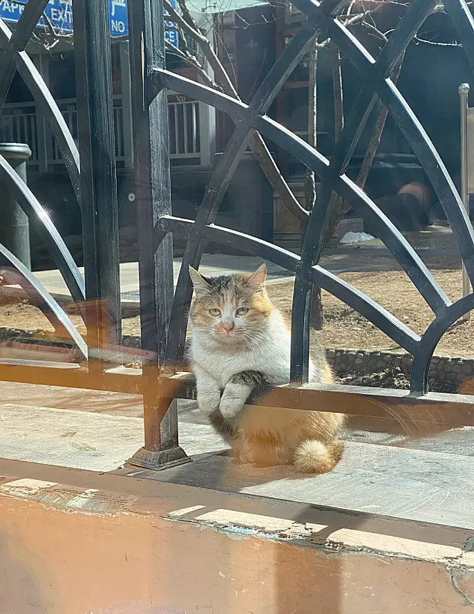 它每天都会这里，扒着往玻璃里面看。正午会在这里晒好长一段时间的太阳，我们只能隔着