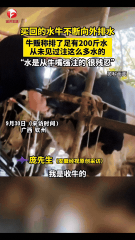 见过坑人的，没见过这么坑牛贩的！广西钦州，一位牛贩从一户人家手里买回一头水牛，结