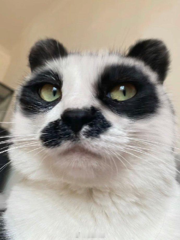 小猫怎么长得熊里熊气的​​​