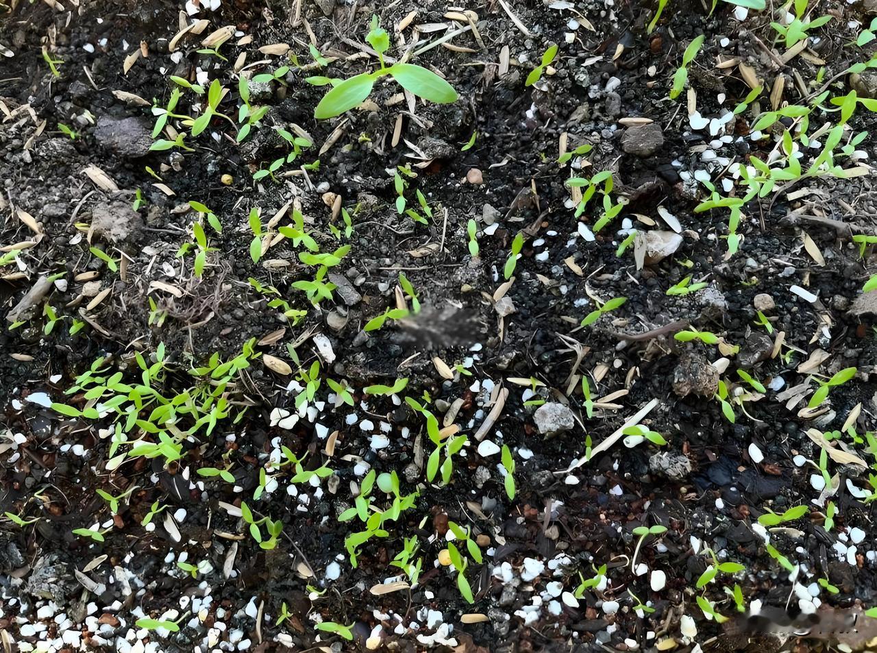 芹菜小苗为什么长得比其他蔬菜慢?不少菜友纳闷，同样一起播种，别的菜呼呼往外