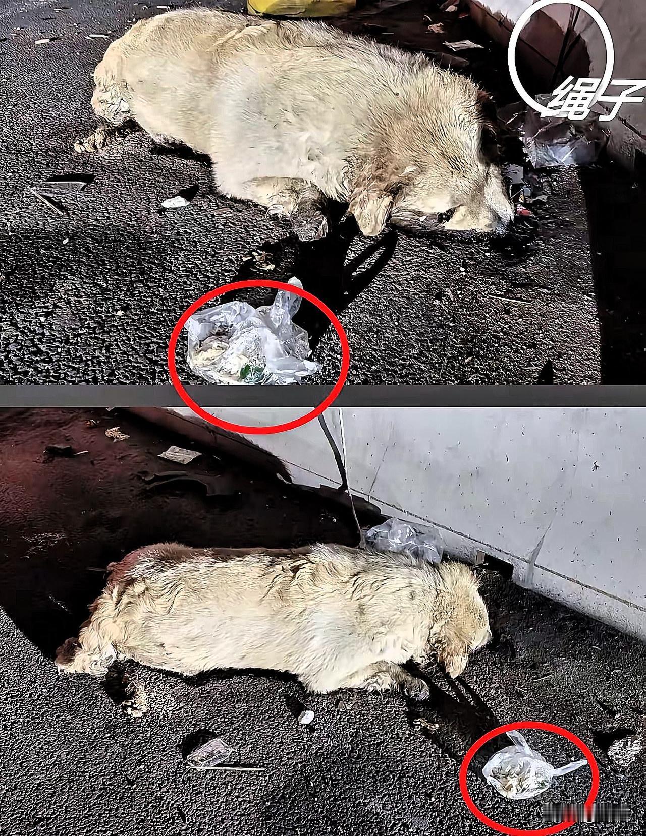 男子国庆回家，把陪伴两年的狗狗遗弃在高速上，狗狗是被拴在路边栏杆上，好心路人发现