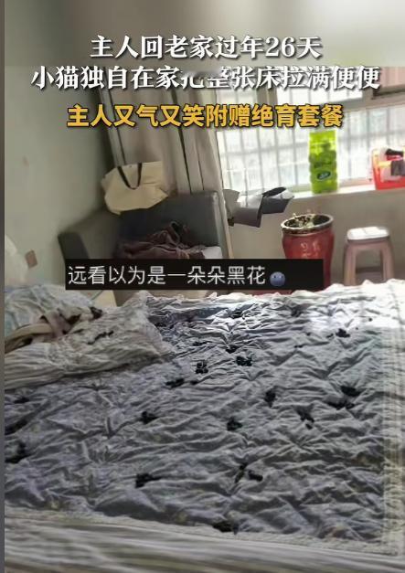 新疆和田，一女子将猫留在家中守屋，独自一人回老家过年26天。起初女子返程归来的路