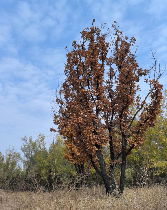 看了沉默的荣耀,又找了些相关的资料看了下,其实电视剧的整体历史还原度还是比较高的