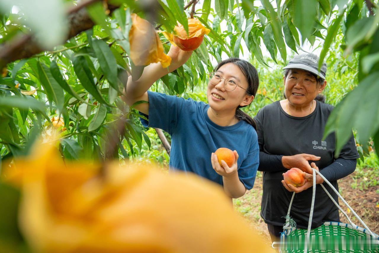6月11日消息，初夏时节宁波海曙区龙观乡某农场的黄桃已成熟进入采摘好时...