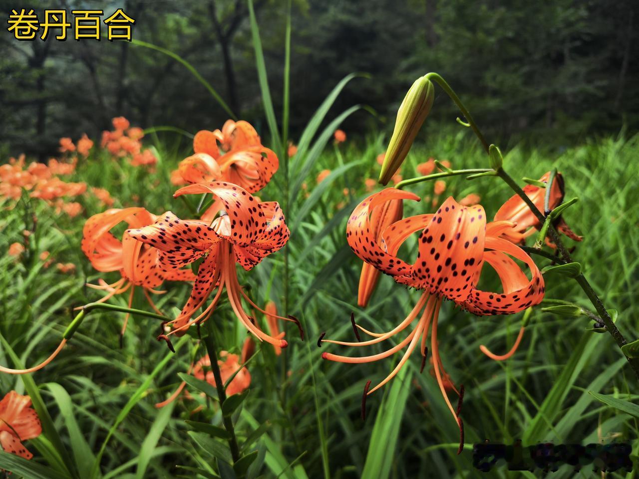 泰山彩石溪的大片花海究竟是什么花？看起来很像彼岸花。其实不是彼岸花，是卷丹百合