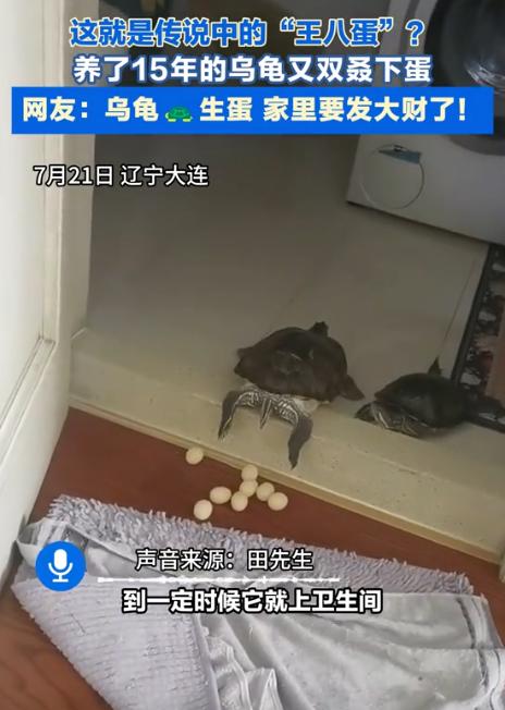 “意外的惊喜！”辽宁大连，一男子去卫生间时，突然发现养了15年的龟倒趴在门槛上，
