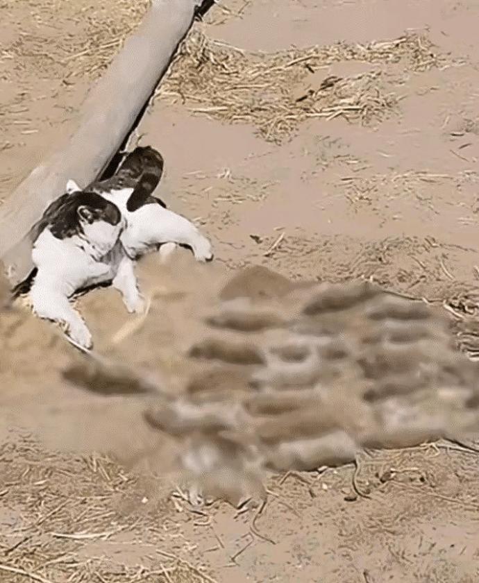太有排面了！内蒙古，一只猫咪抓老鼠，抓完后，猫咪把死老鼠排成几排，放在地面上，自
