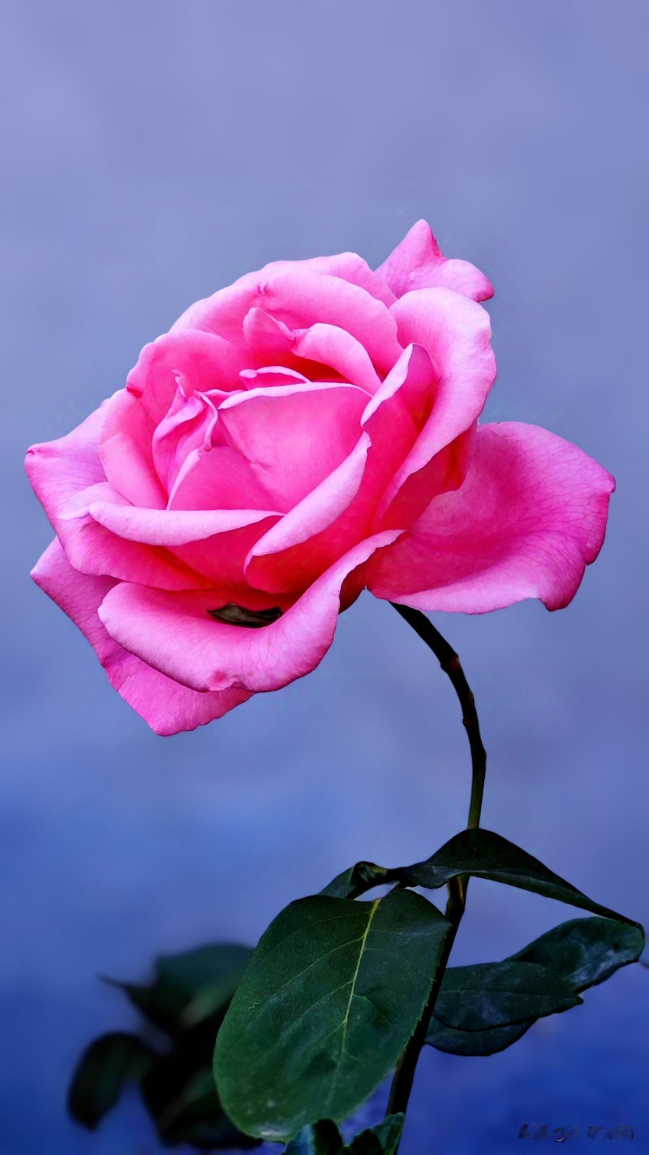 晒晒你相册里花开的图片儿吧我也忍不住把手机相册里存放的部分月季花图片晒一晒.这些