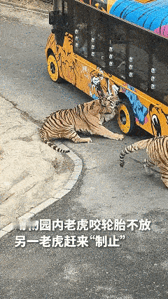 笑不活了，这老虎火上人民日报了！近日辽宁大连，观光车正拉着游客们近距离观察老虎，