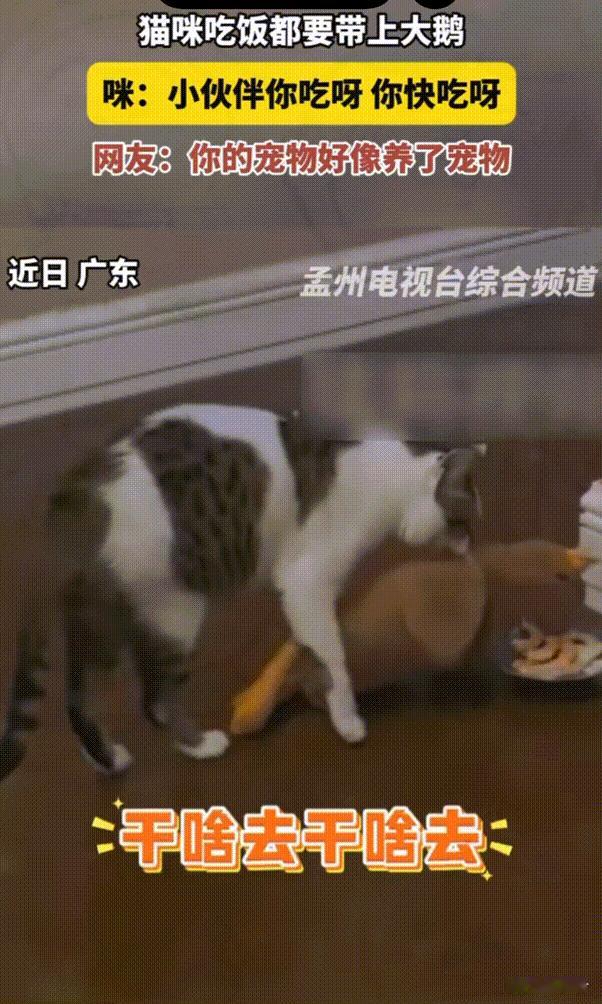 笑不活了！广东，猫咪开饭前非要带着它的大鹅一起，直接把大鹅的脸扣到猫粮碗上。我看