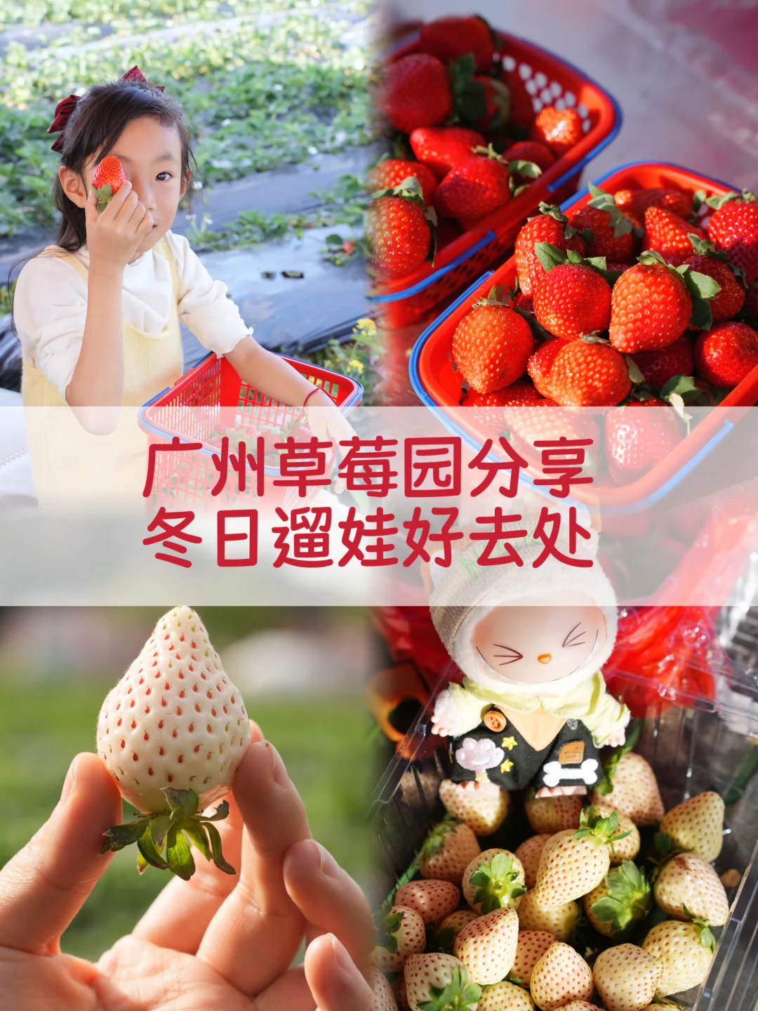 广州地铁直达的草莓园，草莓控必打卡夏良