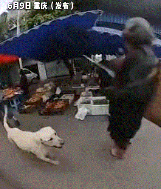 重庆，一男子养的狗子在半年前不慎走失了，男子一番寻找无果后，以为再也见不到狗子了