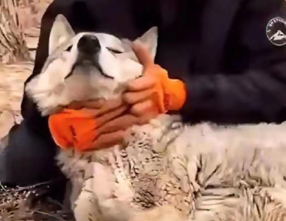 内蒙古一头野狼，干了件颠覆整个狼族认知的事。它怀孕了，肚子大得快拖到地上，眼看就