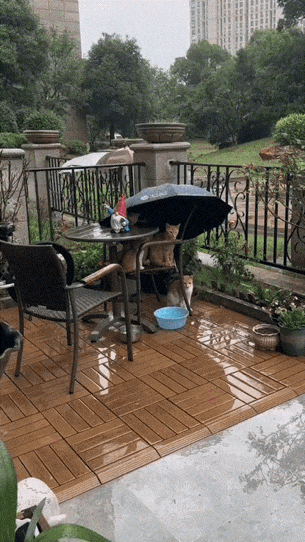 网友们惊呆了：下雨天，小区里面的流浪猫，有母猫，带着小奶猫，也有别的猫，无处躲雨