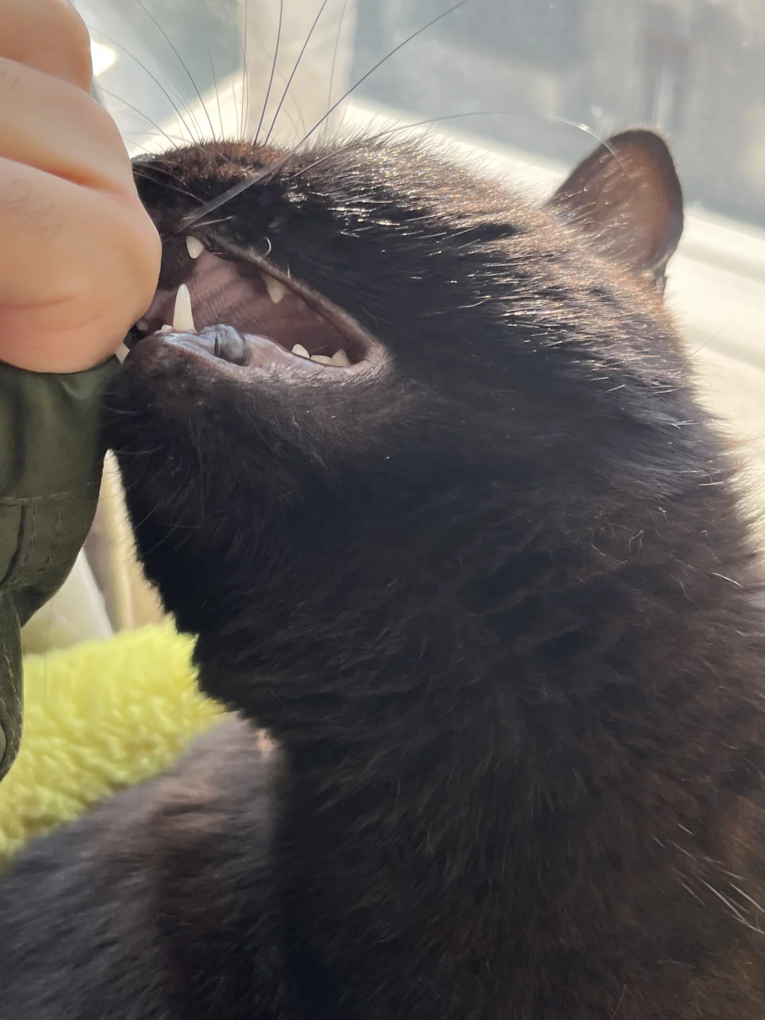 猫爱咬我是不是生理性喜欢的表现🥰