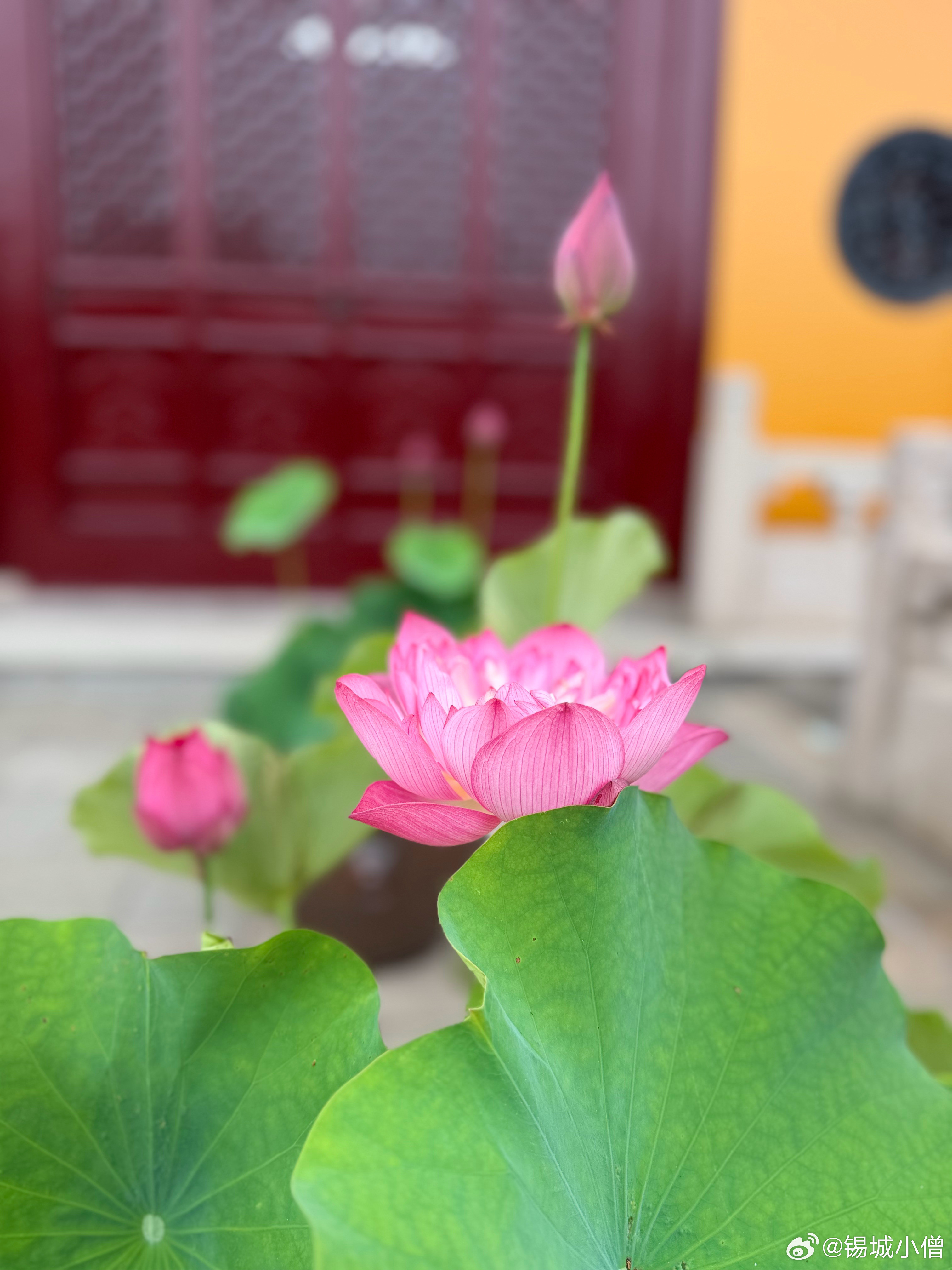 佛教师父说：智慧是用来解决自己的烦恼的，而不是用来挑剔别人的缺点的。
