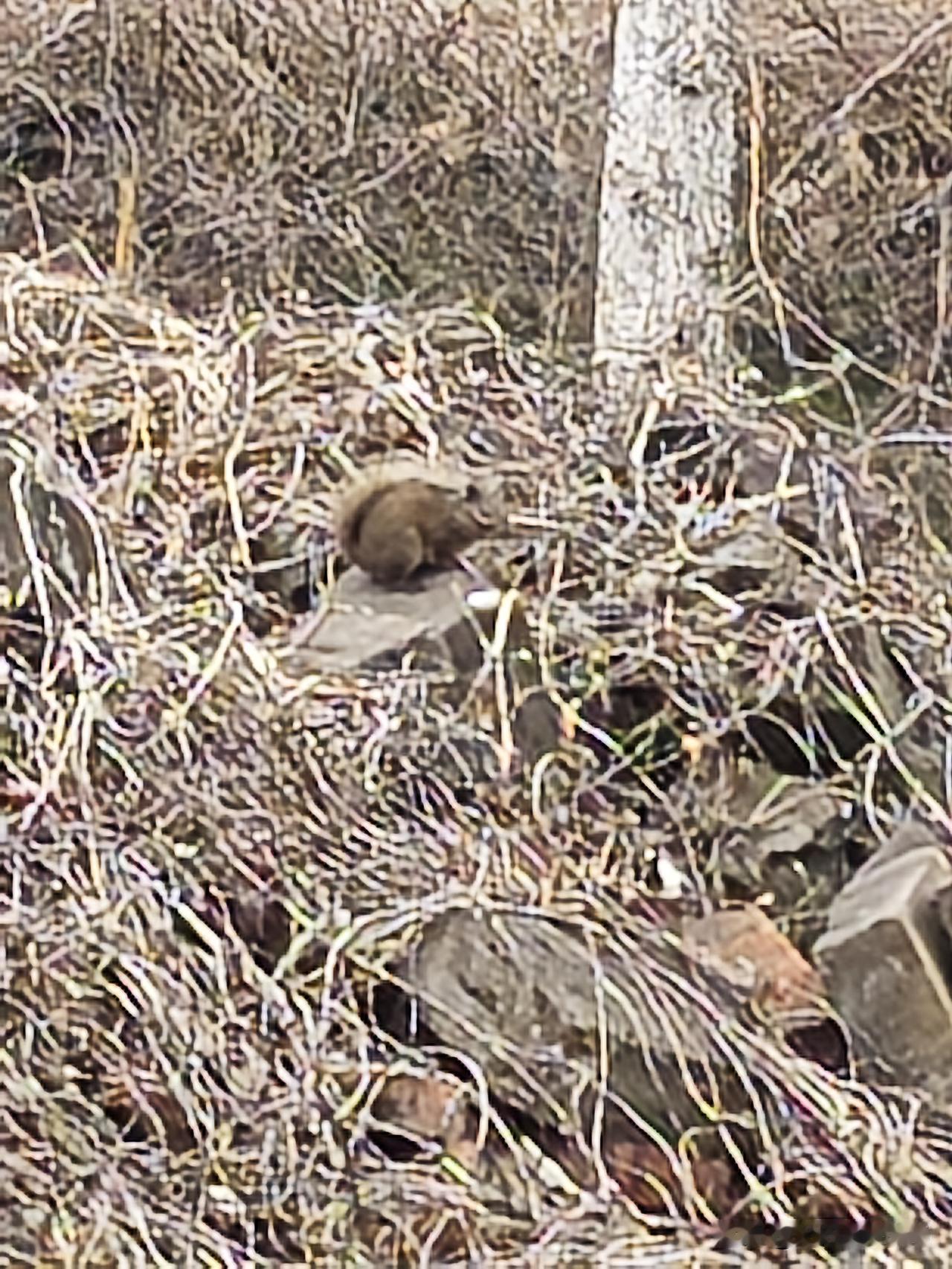 一二三四五，上山打老虎，老虎不在家，打到小松鼠。