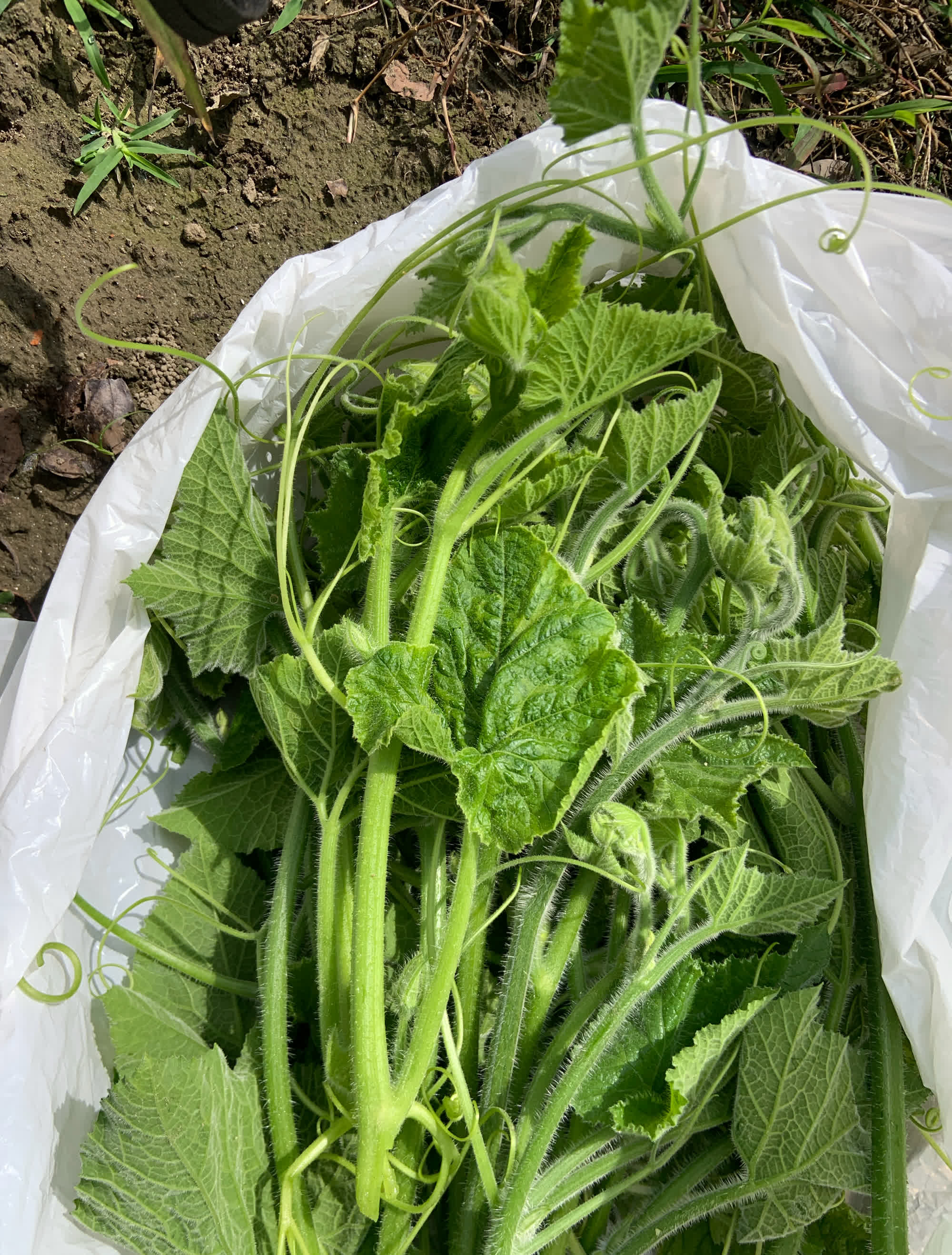 劳动的果实，新鲜采摘，纯绿色。有谁知道图六是什么植物的花吗？